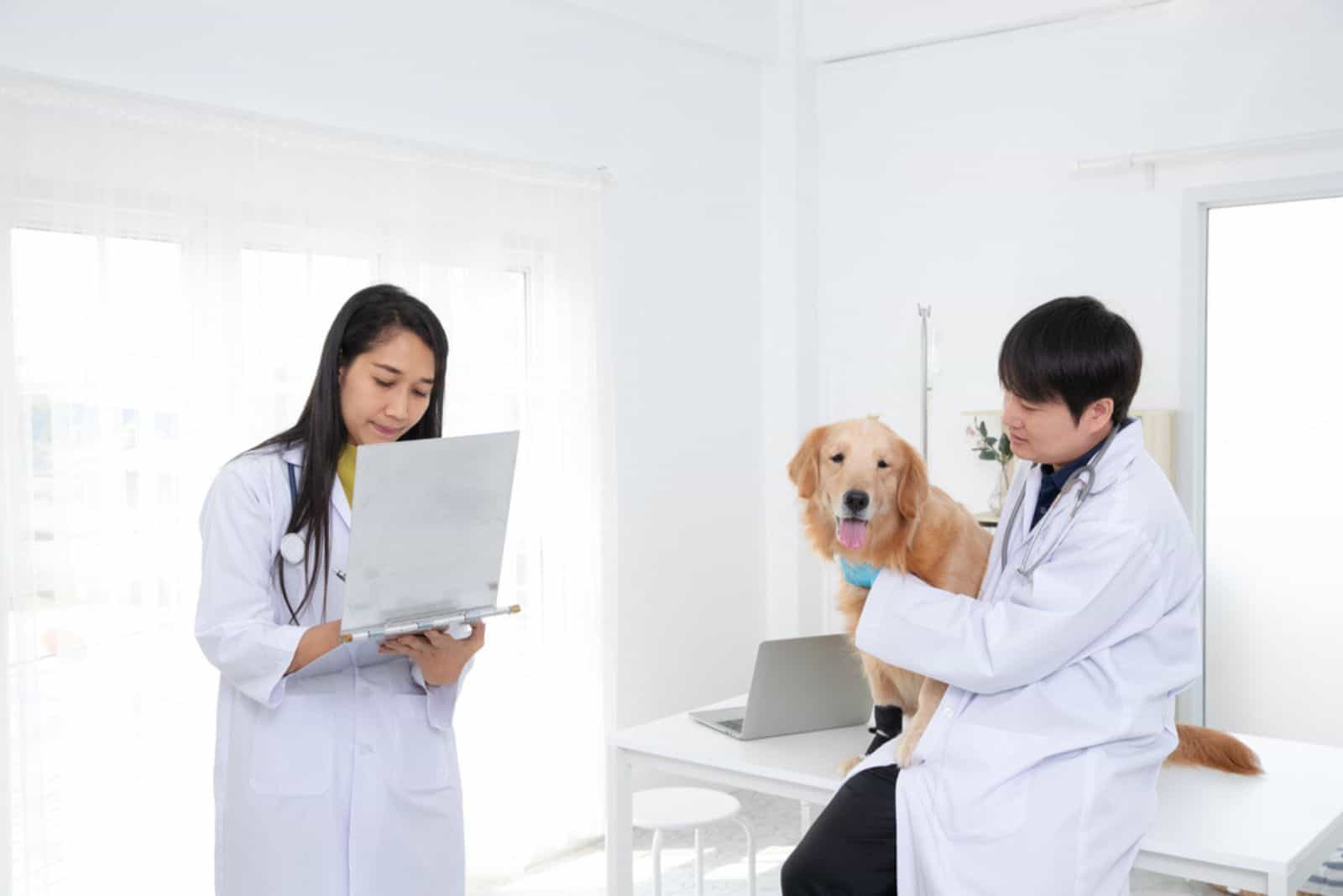 Equipo veterinario tratando al Golden Retriever enfermo