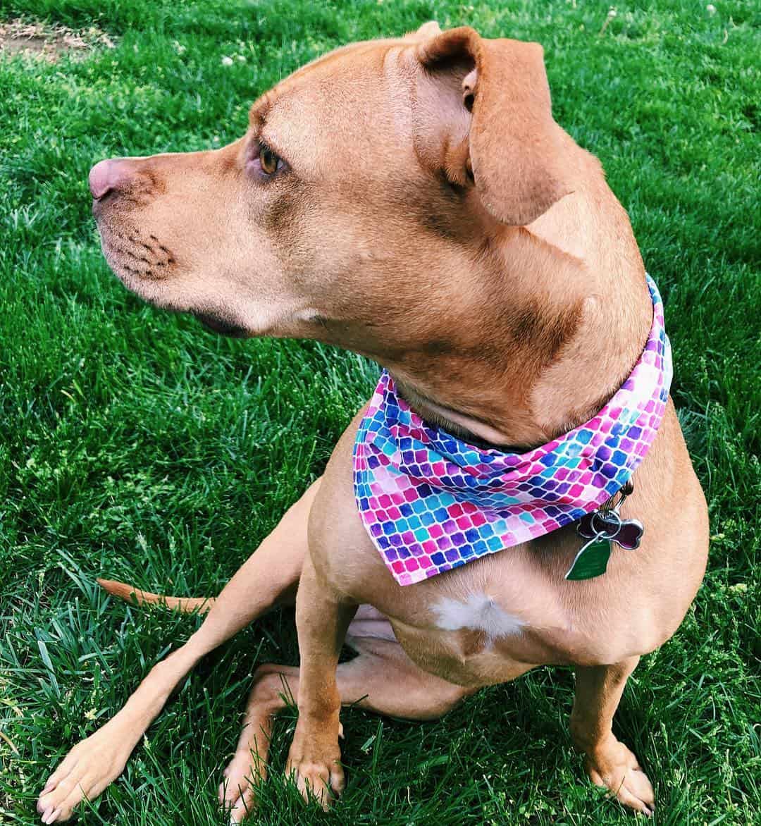 Mestizo de Vizsla y Pitbull mirando a otro lado