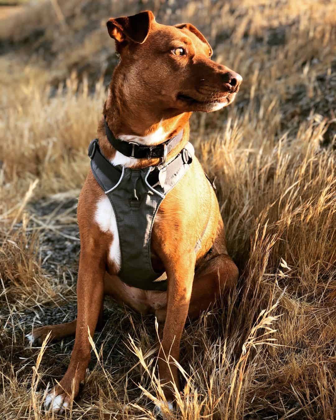 Mestizo de Vizsla y Pitbull