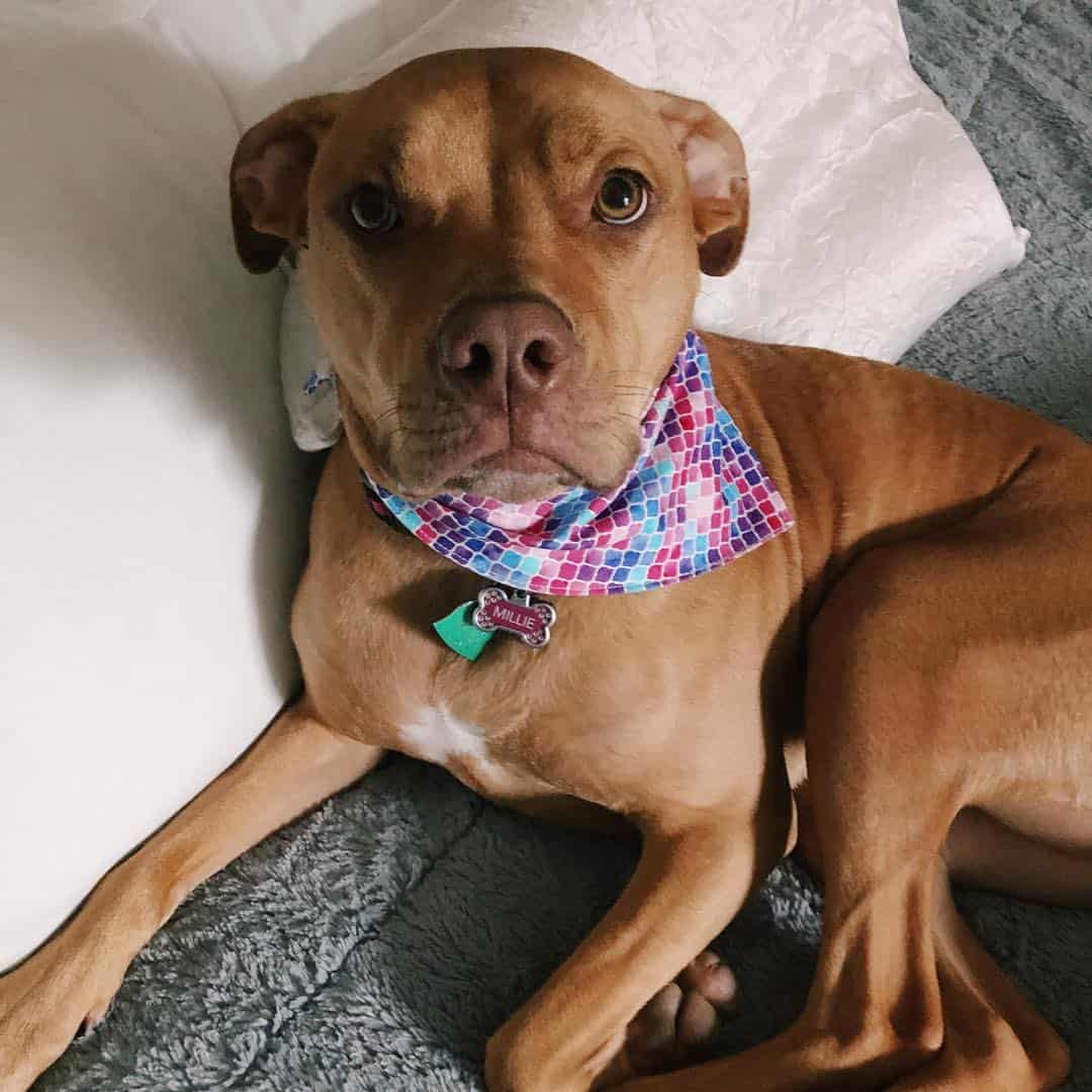 Mestizo de Vizsla y Pitbull mirando hacia arriba