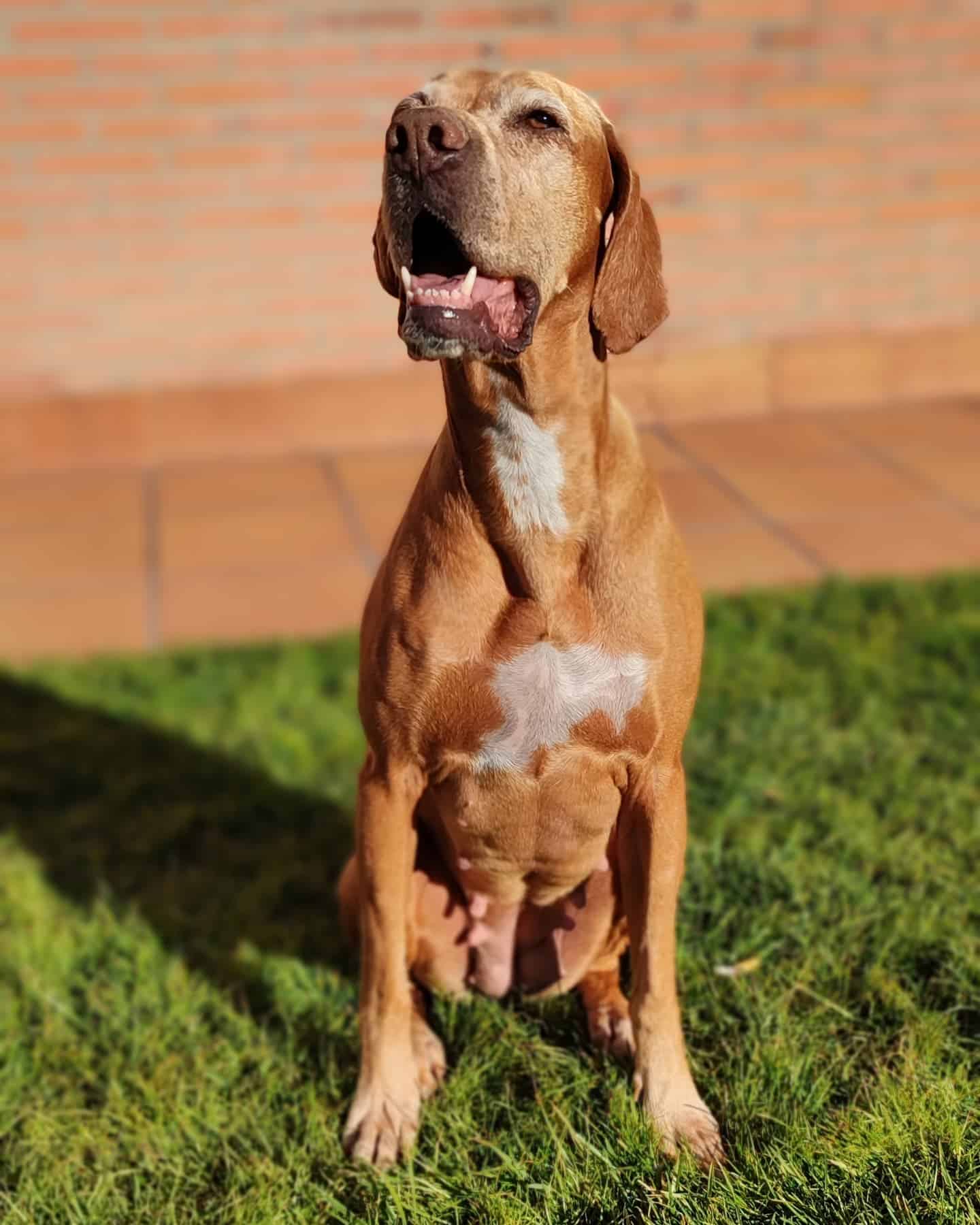 Vizsla X Terrier de Staffordshire Americano