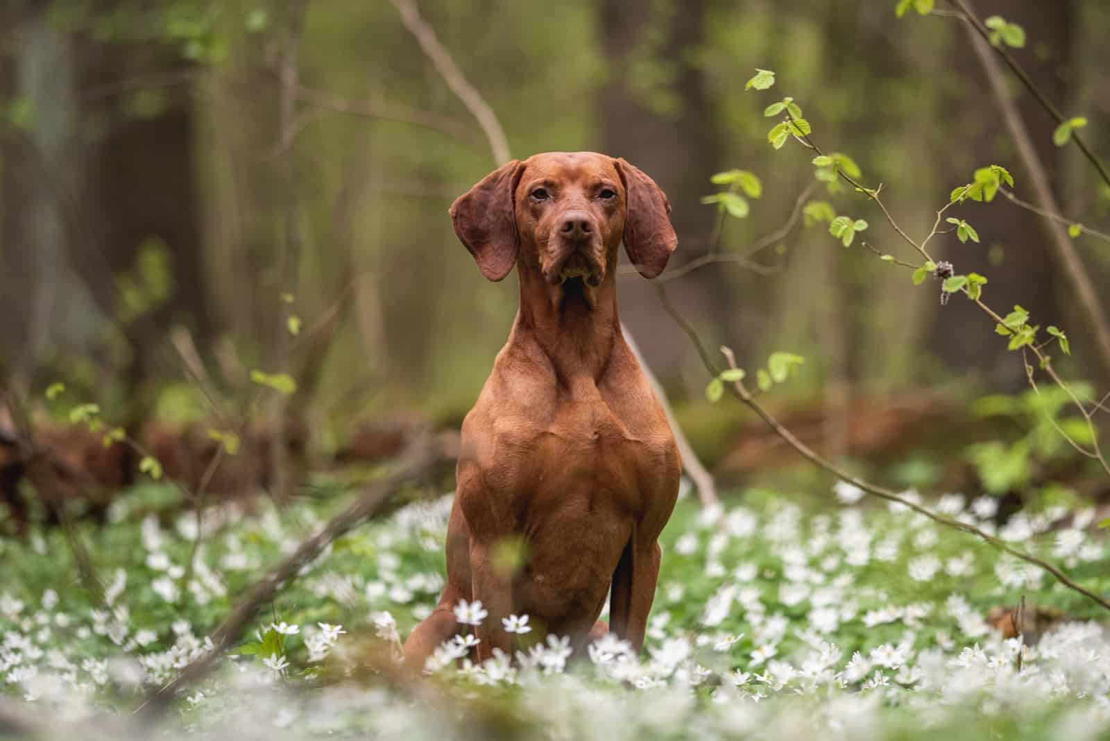 Vizsla sentado entre flores blancas