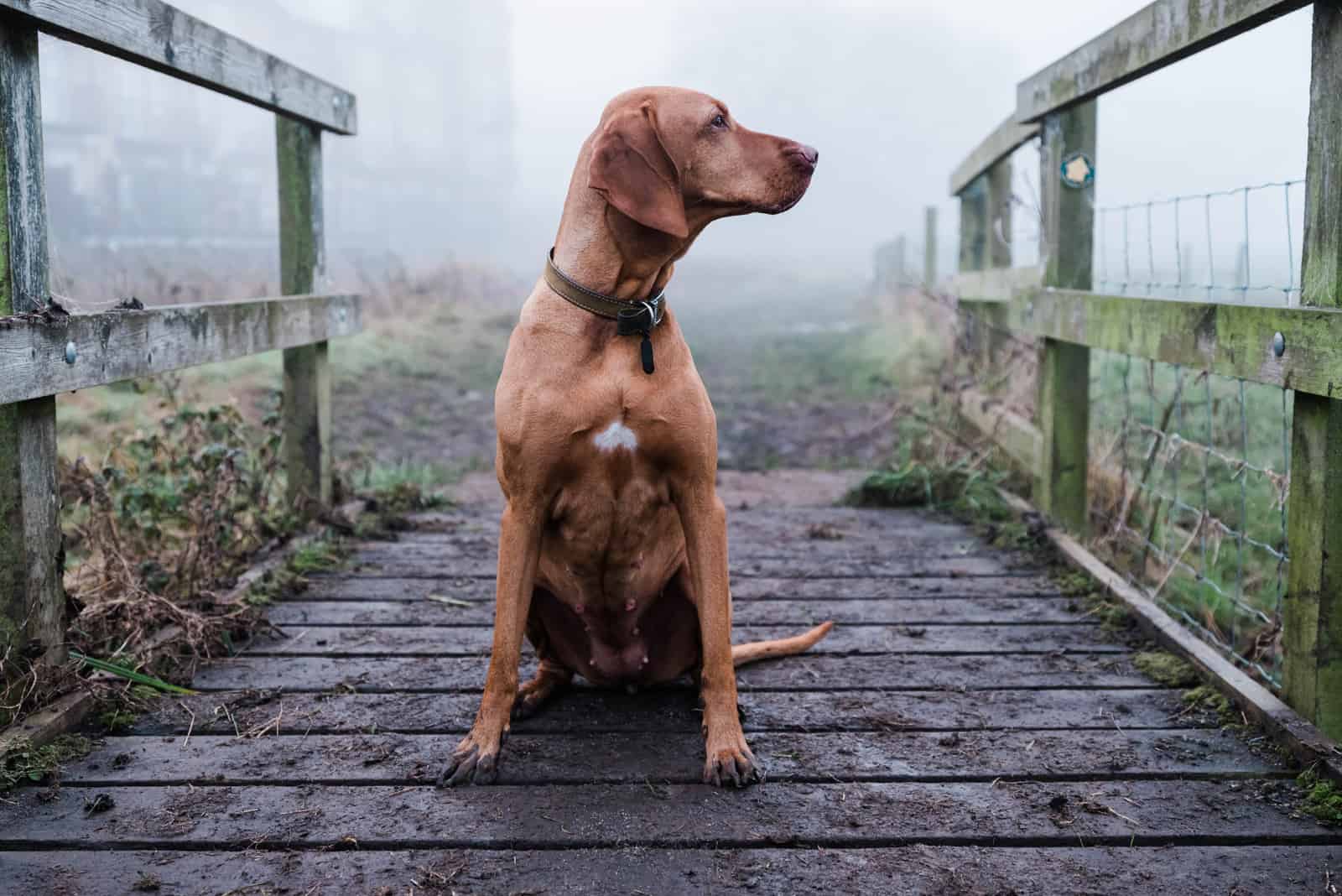 Vizsla sentado en un puente respaldado por niebla