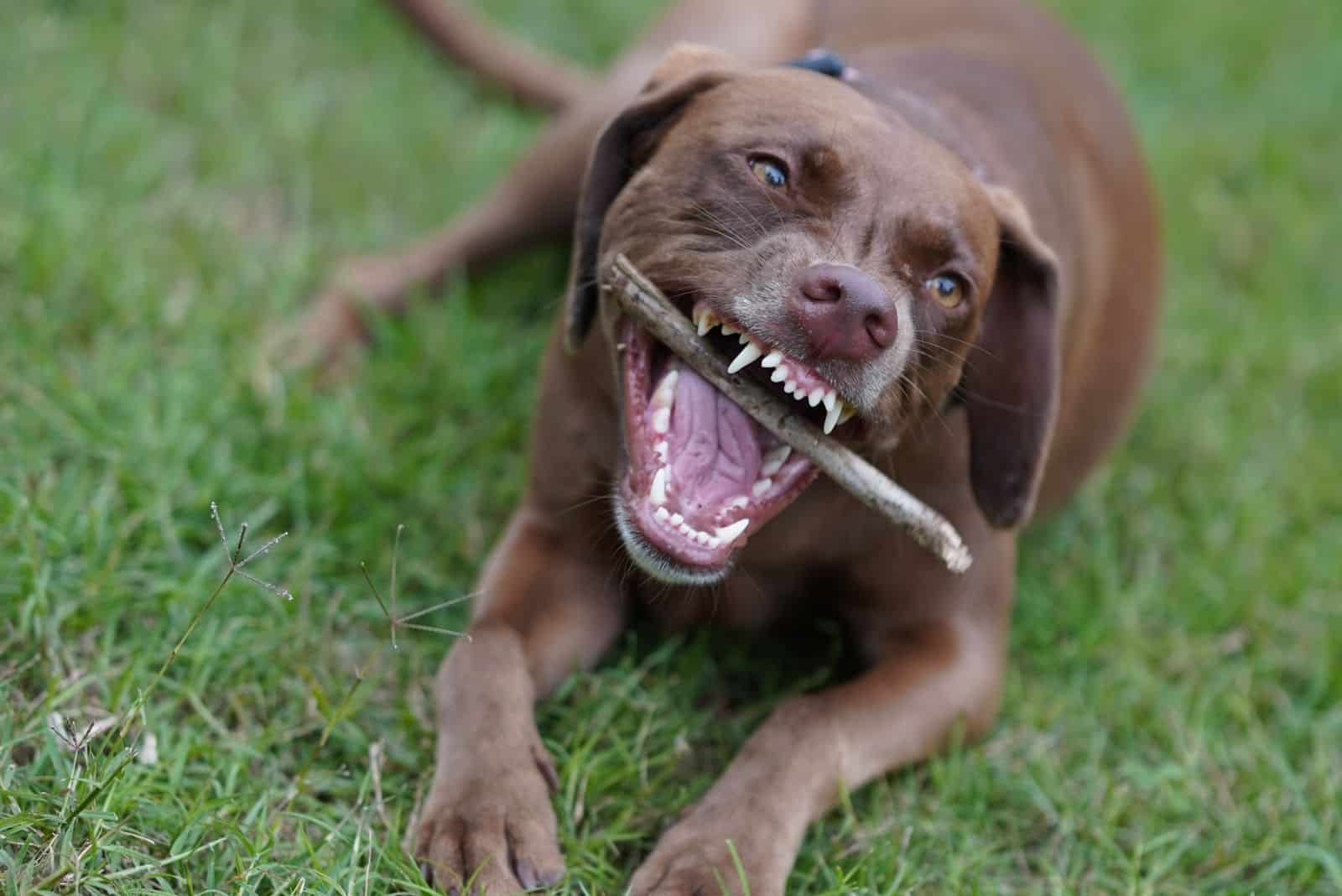mestizo de Weimaraner y pitbull mordiendo un trozo de madera mientras está tumbado