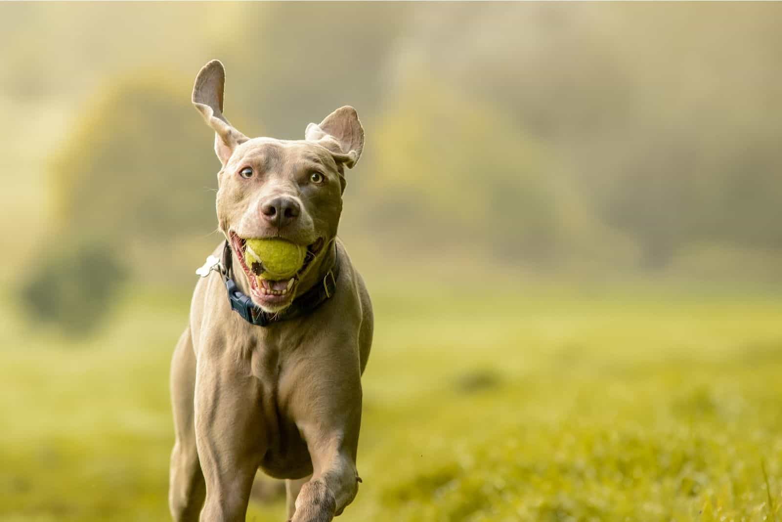 mestizo de cruzado weimaraner y pitbull corriendo y llevando una pelota en la boca