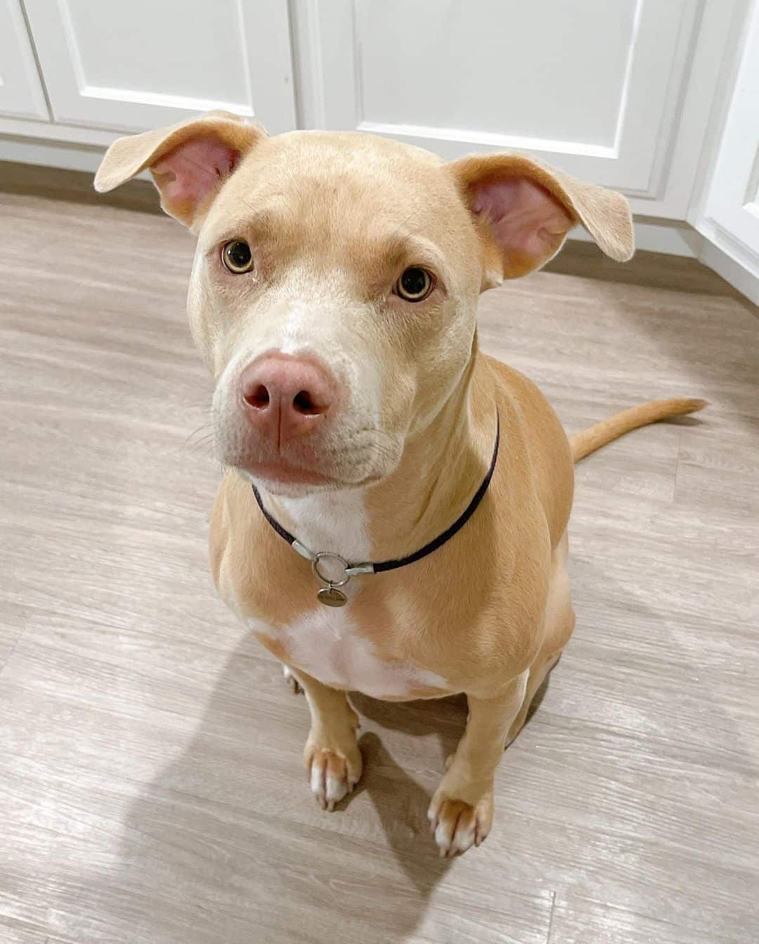Mezcla de Weimaraner y Pitbull