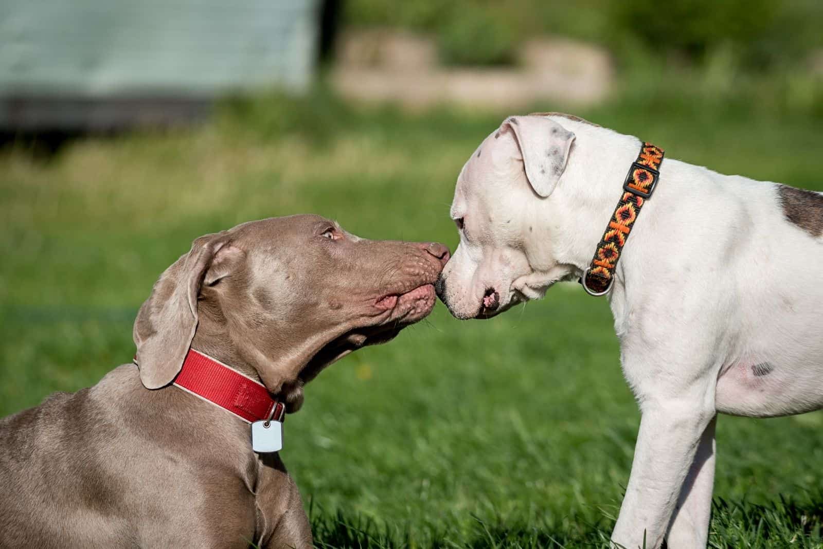 Weimaraner y pitbull besándose y jugando al aire libre