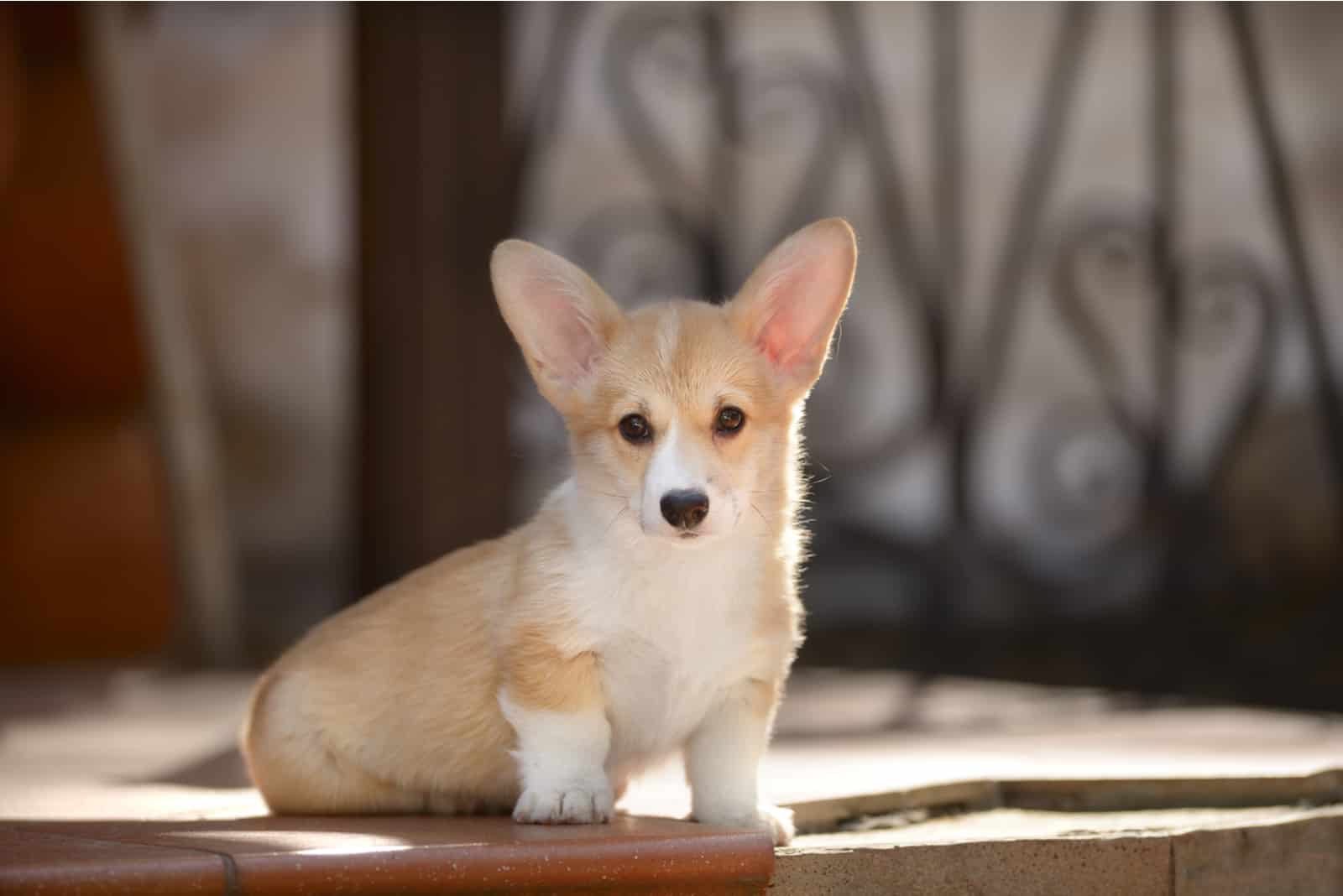 Cachorro Welsh Corgi Pembroke