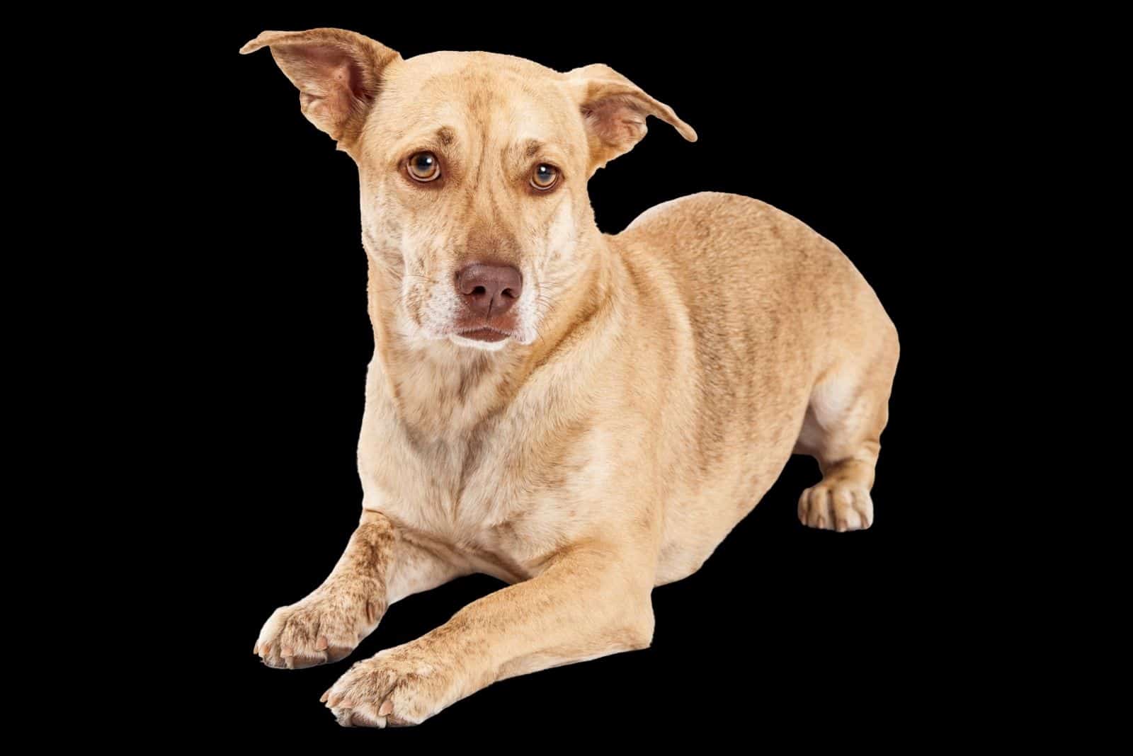 Perro mezcla de Welsh Corgi acostado sobre un fondo negro