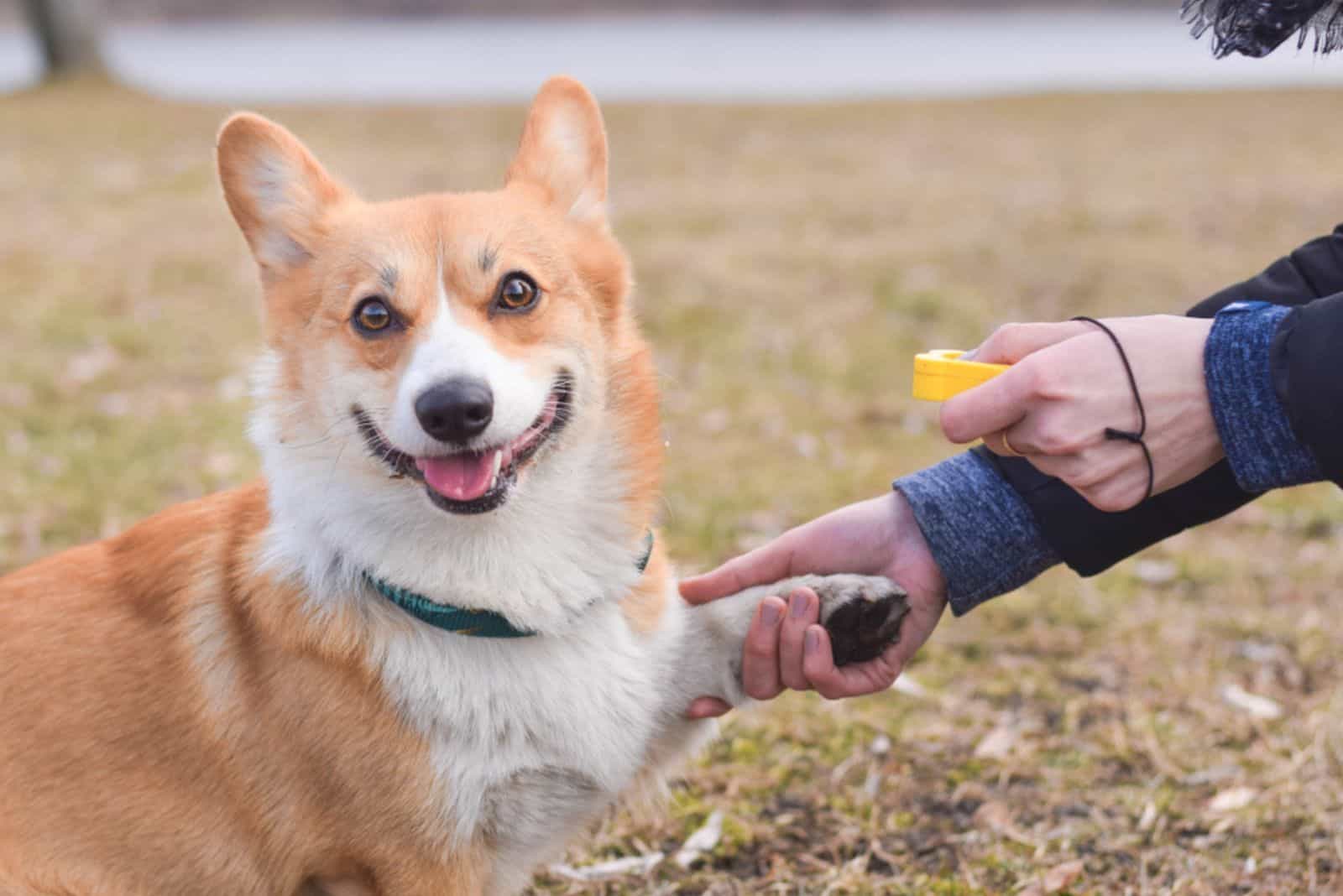 Perro corgi galés pembroke dando la pata durante un entrenamiento positivo con clicker