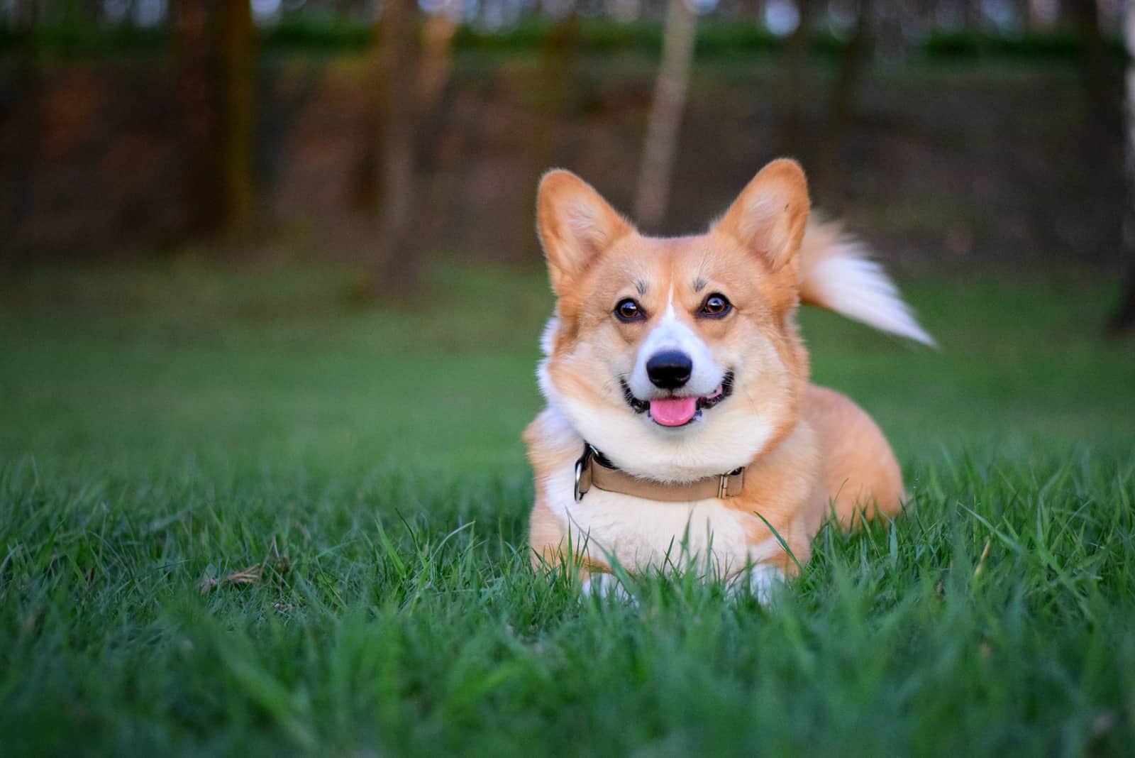 perro Welsh Corgi Pembroke acostado en la hierba verde