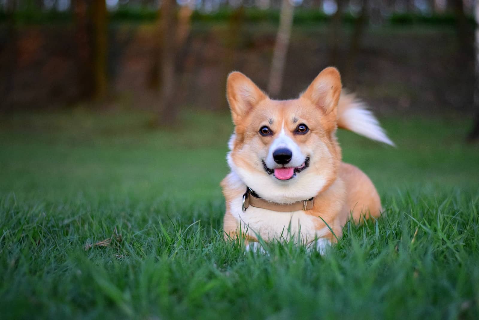 corgi pembroke galés tumbado en la hierba verde