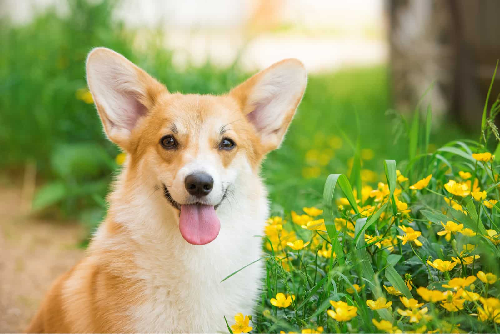 Retrato de un pembroke corgi galés con la lengua afuera 