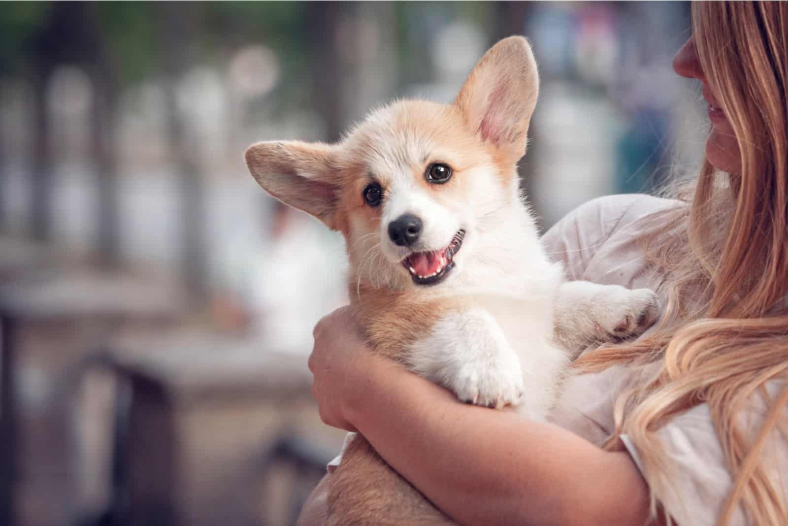 cachorro de corgi pembroke galés en las manos de su dueño