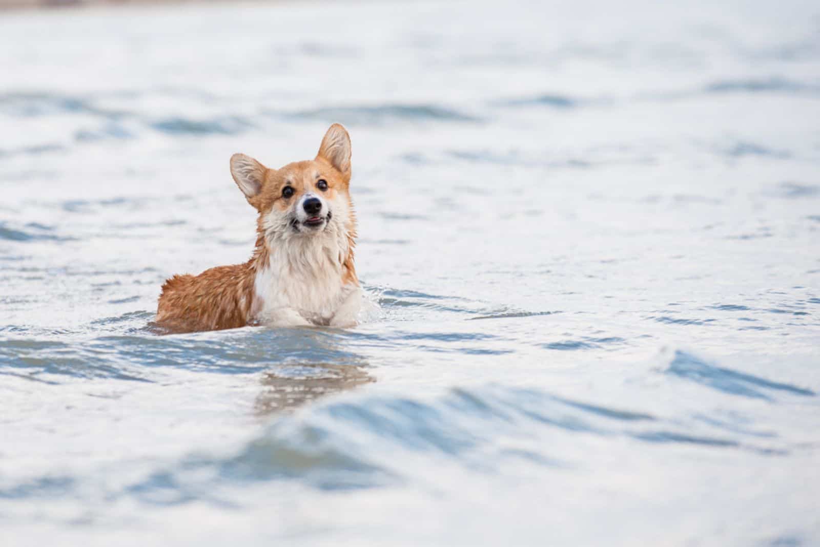 Cachorro de Welsh Corgi Pembroke parado en las olas