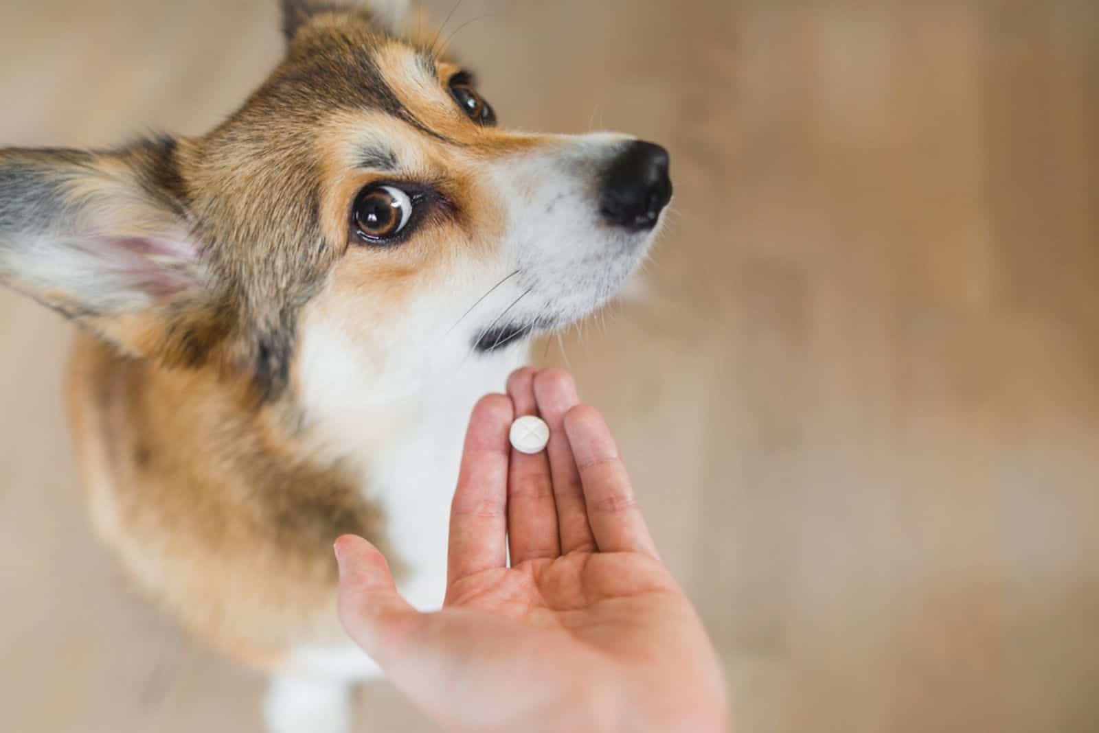 Perro corgi galés sick recibiendo un medicamento en una píldora