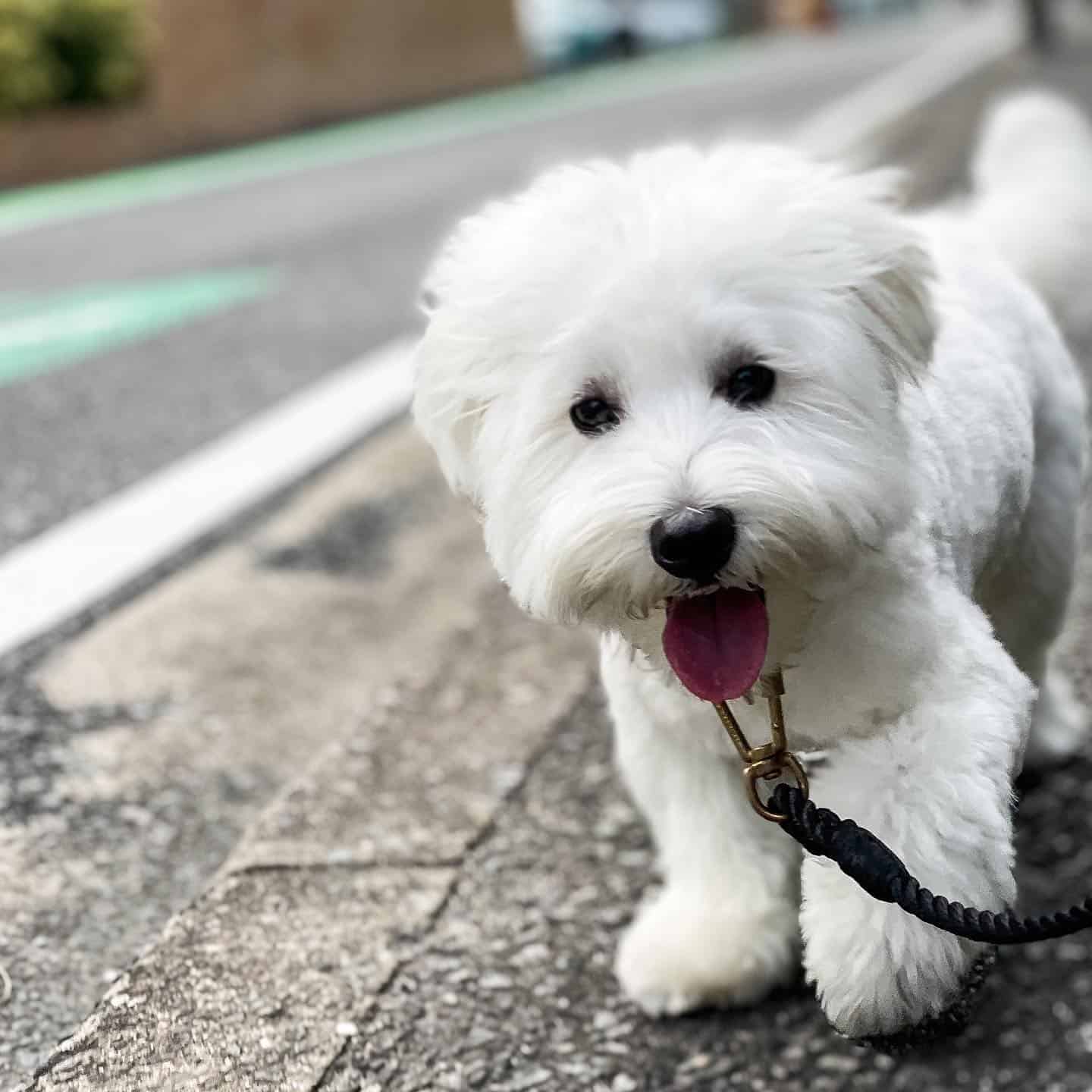 West Highland White Terrier en la calle
