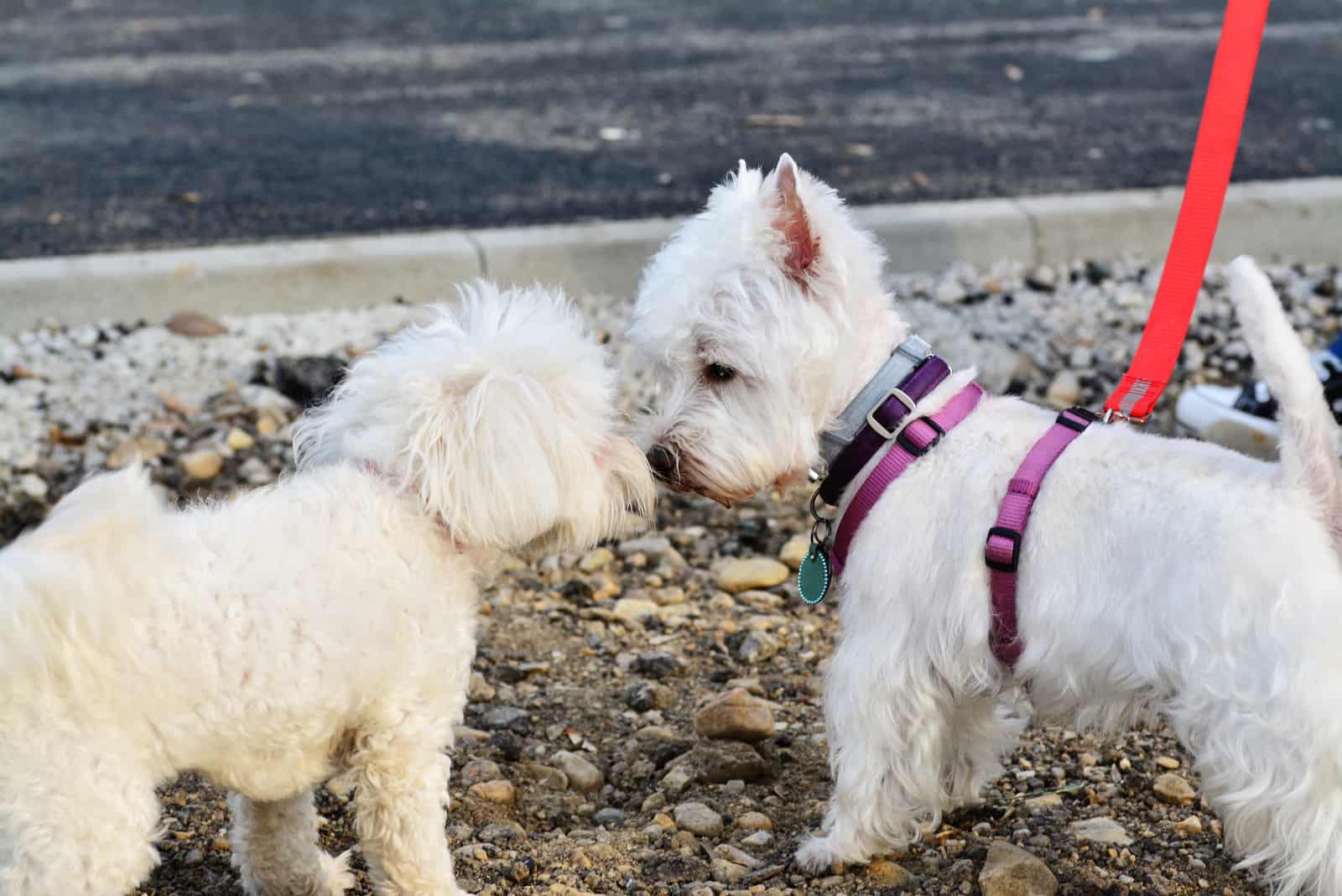 Westie y Bichon Frise se huelen mutuamente