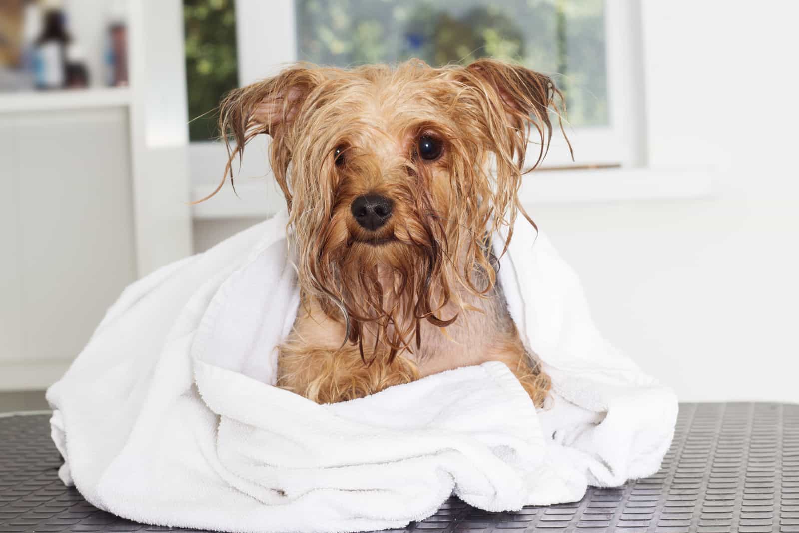Perro Yorkshire terrier mojado en una toalla