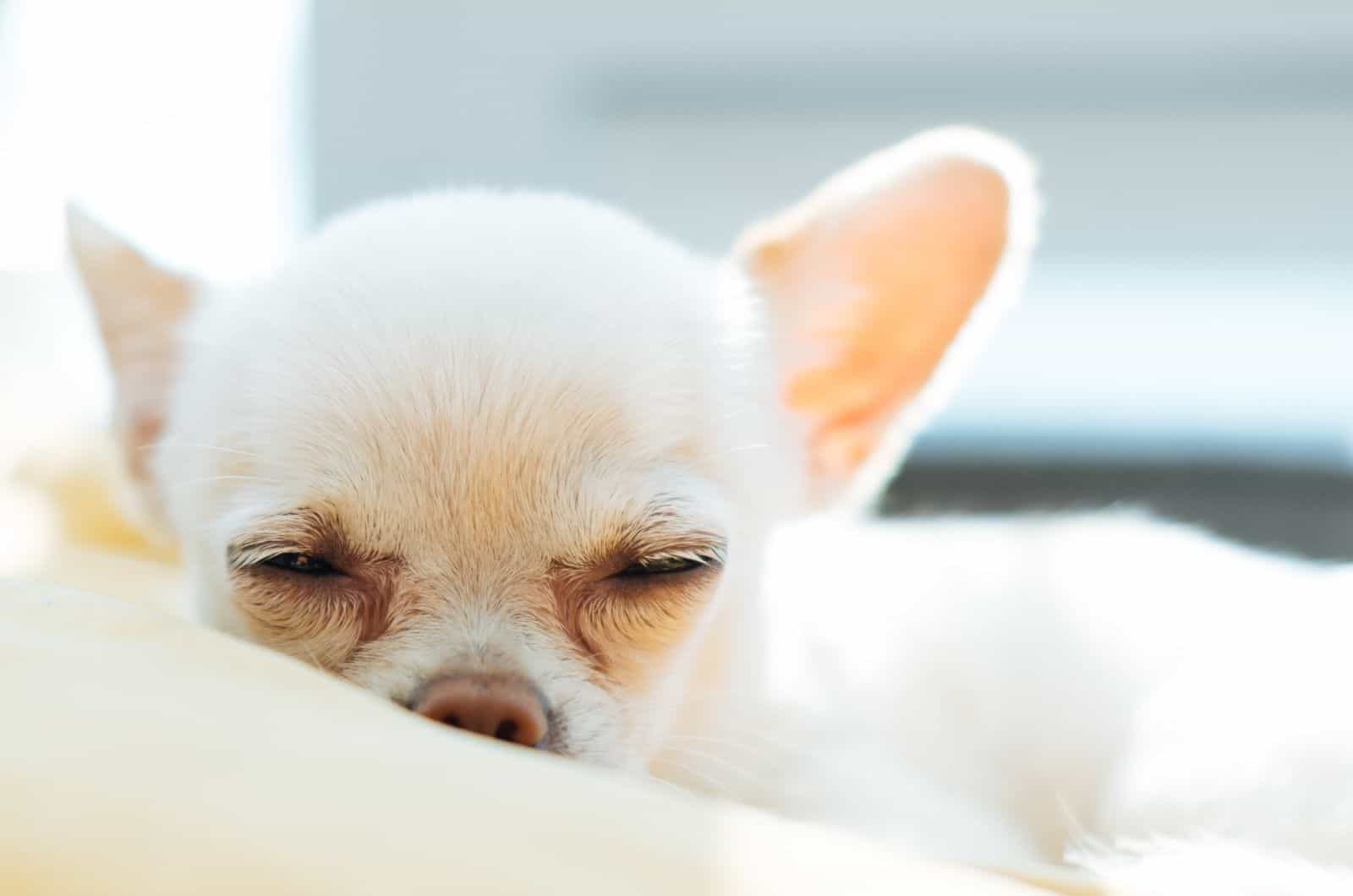 primer plano de mezcla de Whippet y Chihuahua