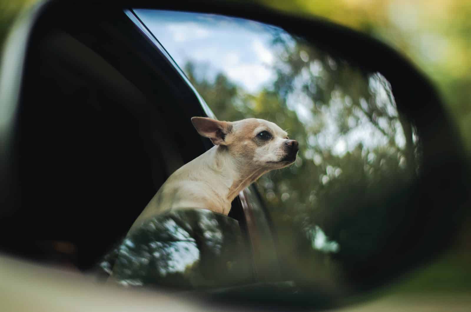 Mezcla de Whippet y Chihuahua en un coche
