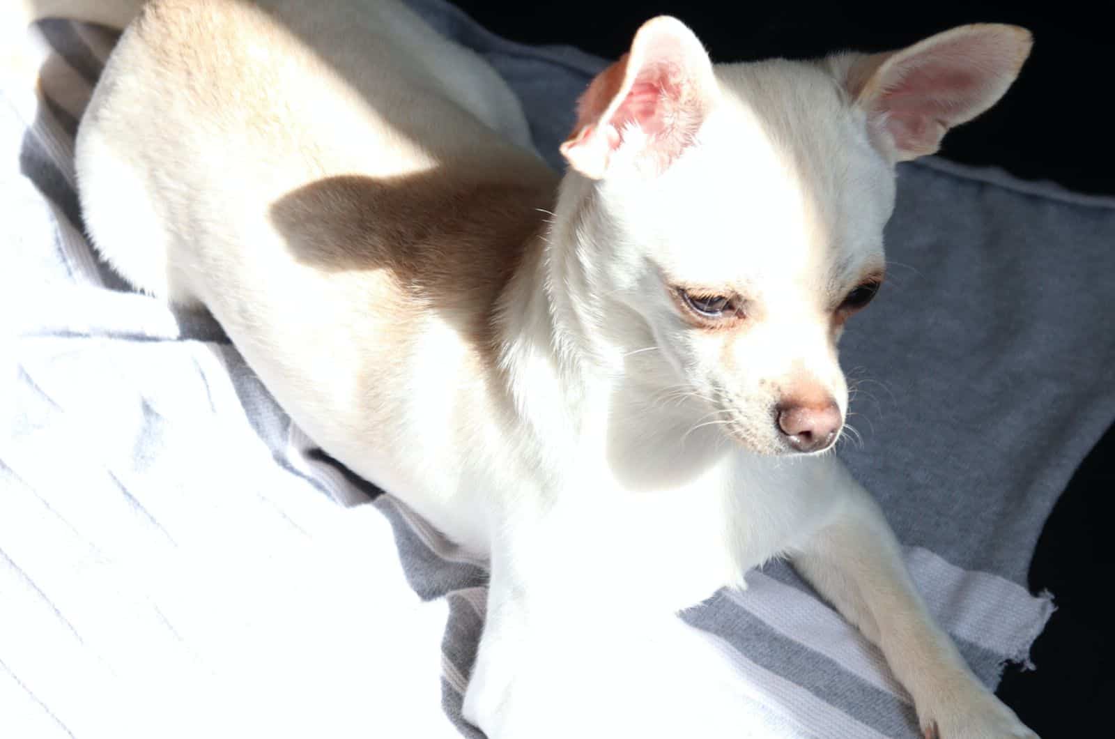 Mezcla de Whippet y Chihuahua tumbado en la cama