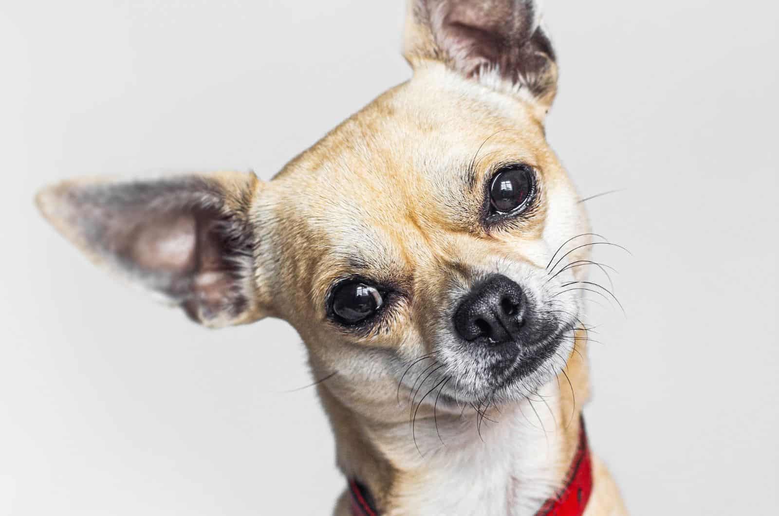 Mezcla de Whippet y Chihuahua