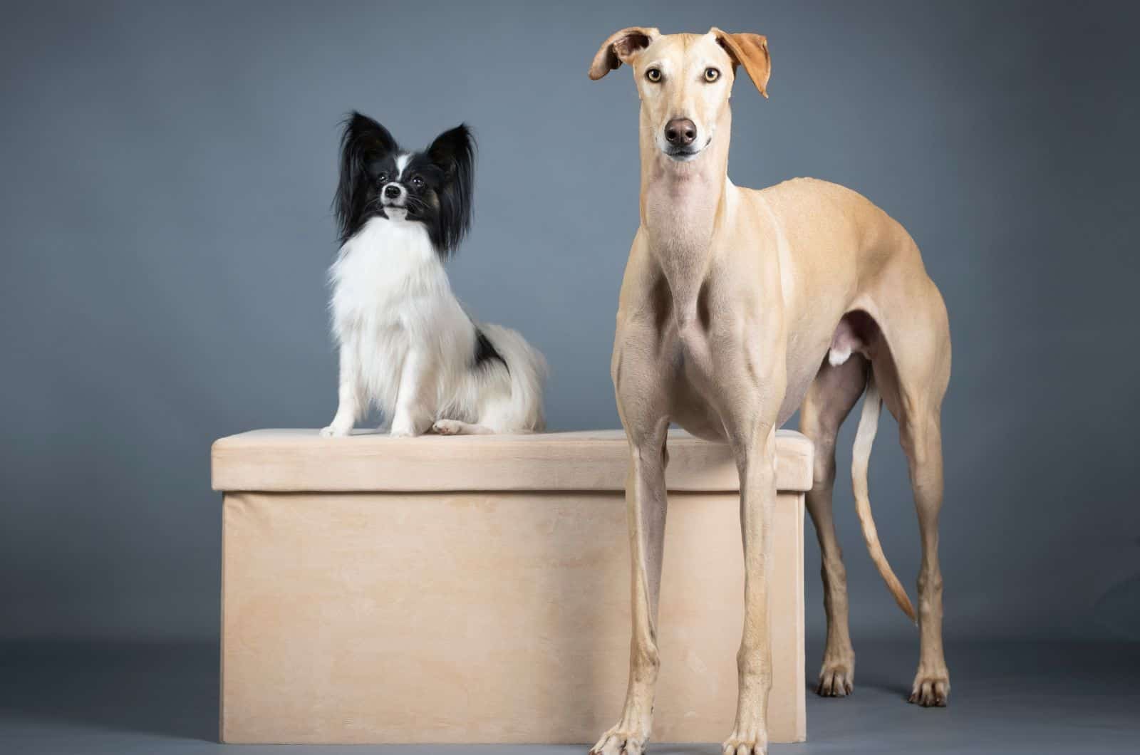 Whippet y Chihuahua