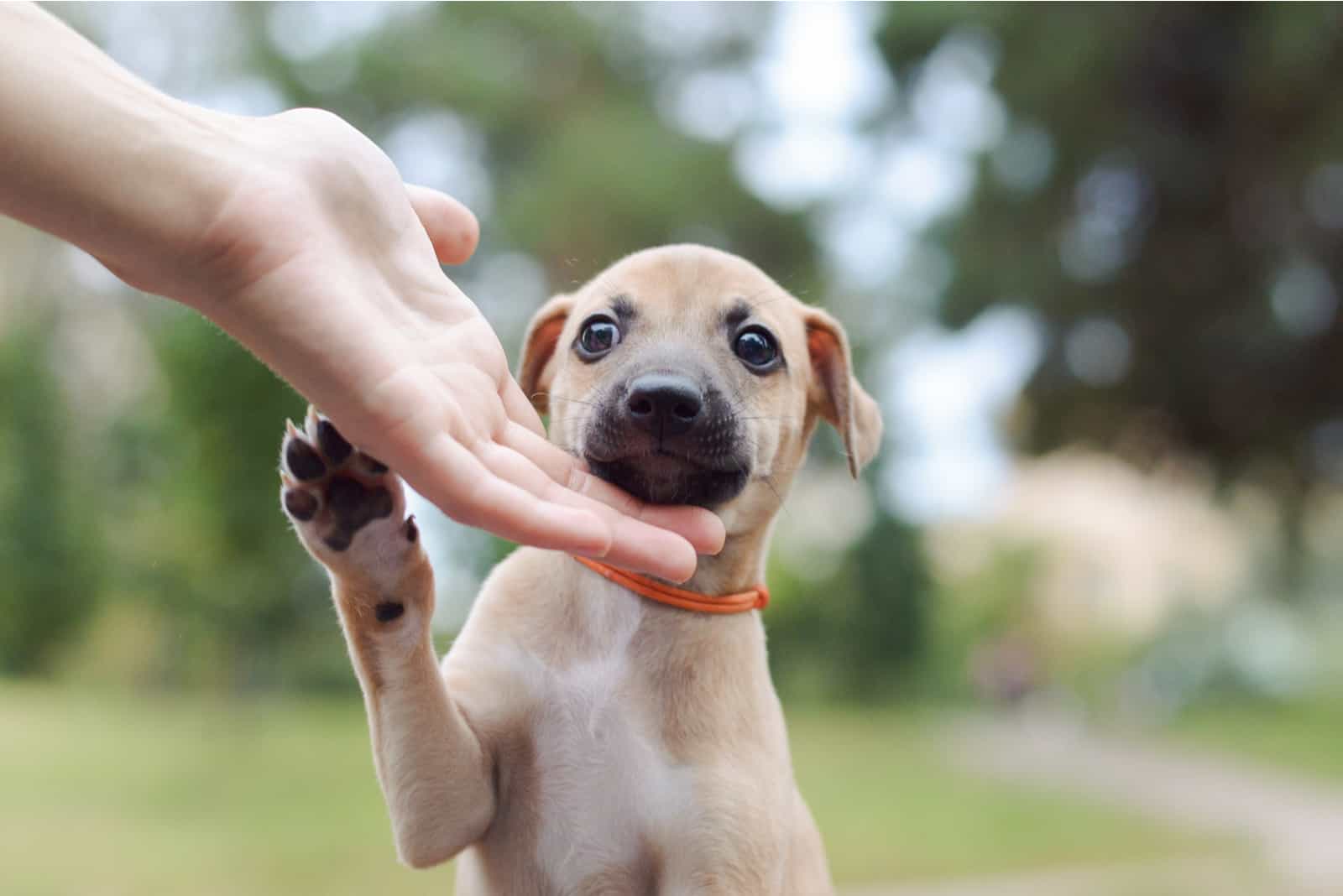 Cachorro Whippet dando una pata