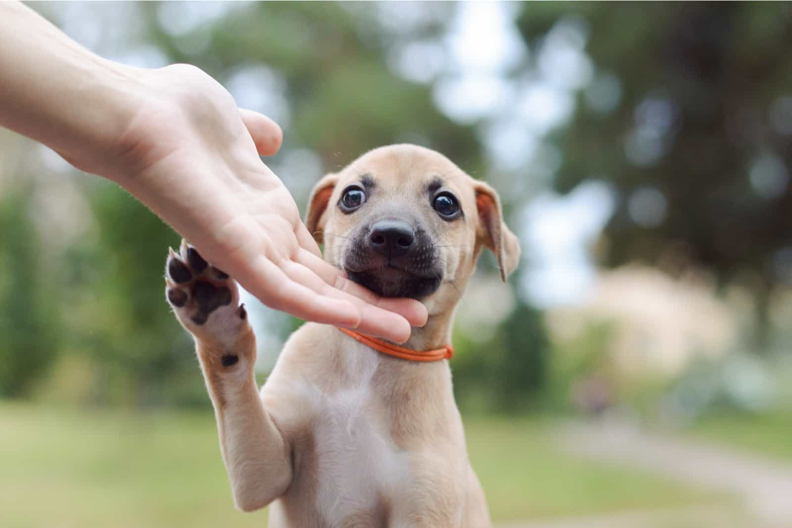 cachorro whippet dando una pata