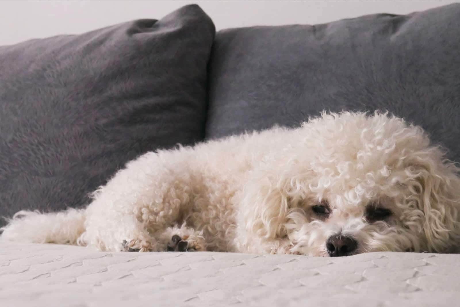 Bichon Frise blanco en la cama