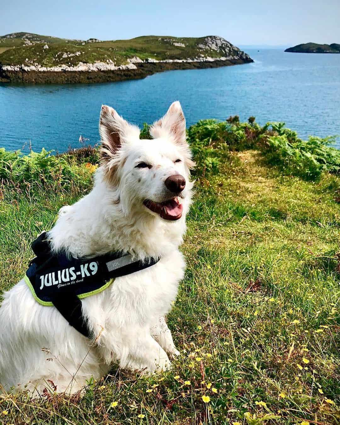 Perro Border Collie Blanco