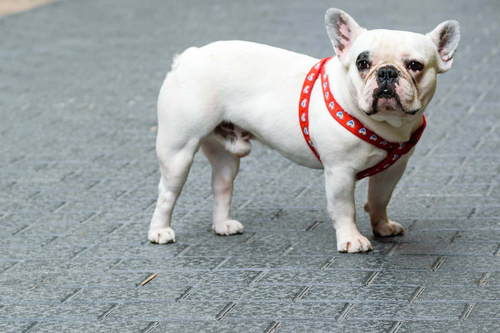 Bulldogs Franceses Blancos