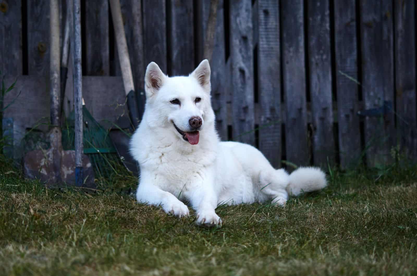 Husky Blanco