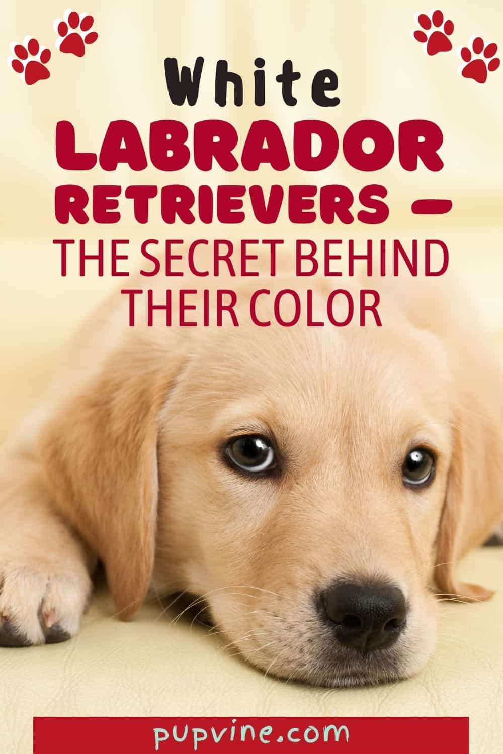 Labradores Retrievers blancos - El secreto detrás de su color