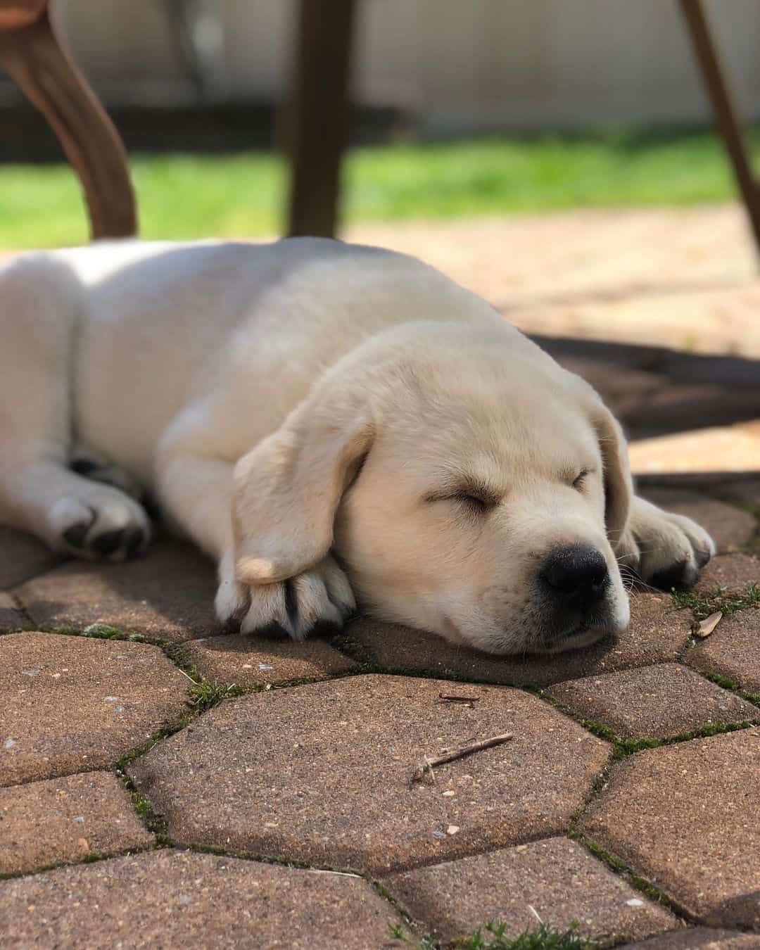 Labrador blanco tumbado afuera