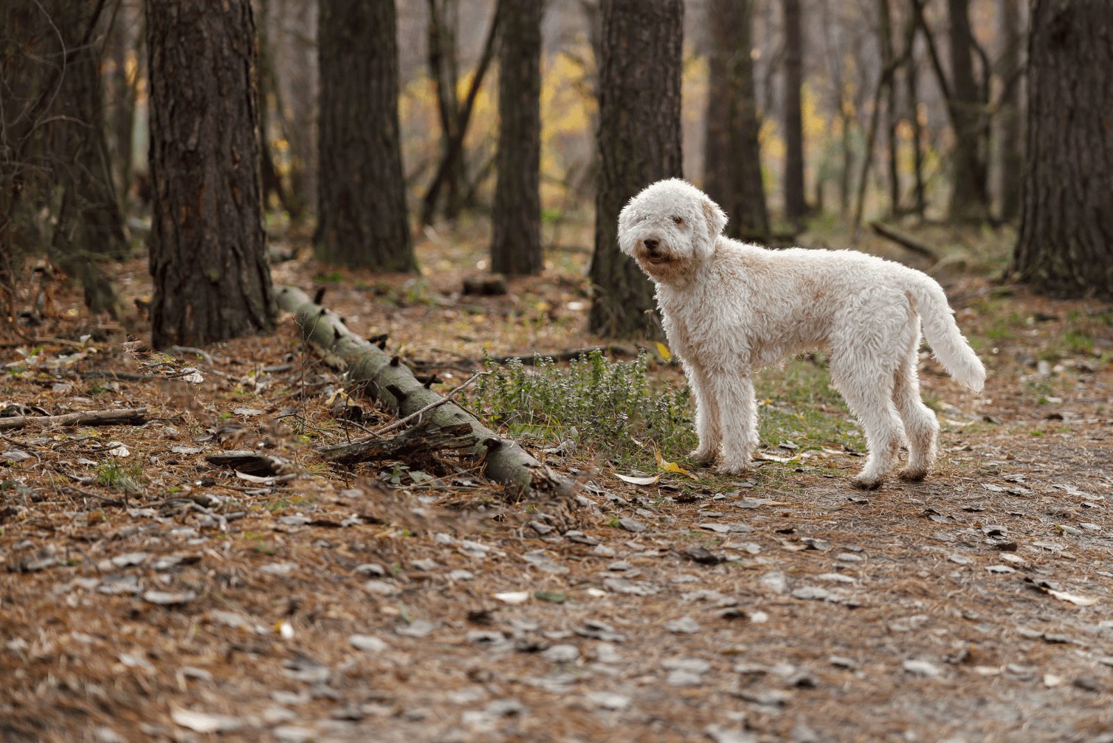 Lagotto Romagnolo blanco parado en el bosque