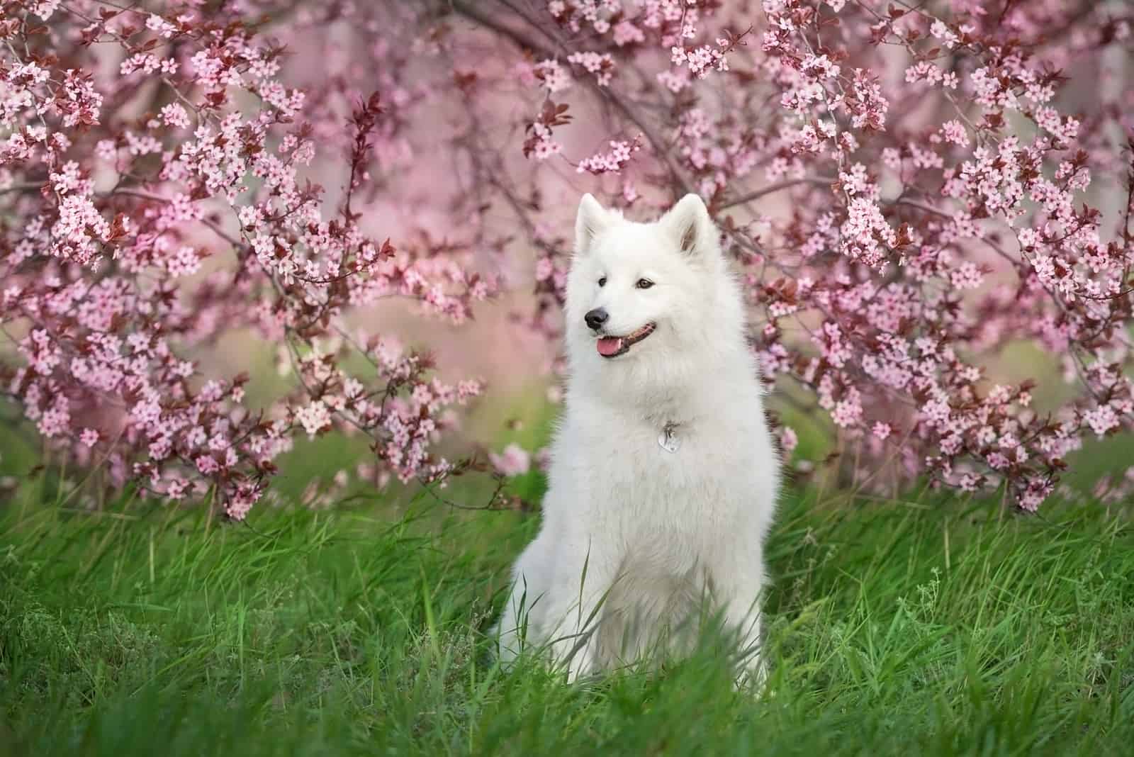 Perro Samoyedo Blanco sobre hierba verde primaveral