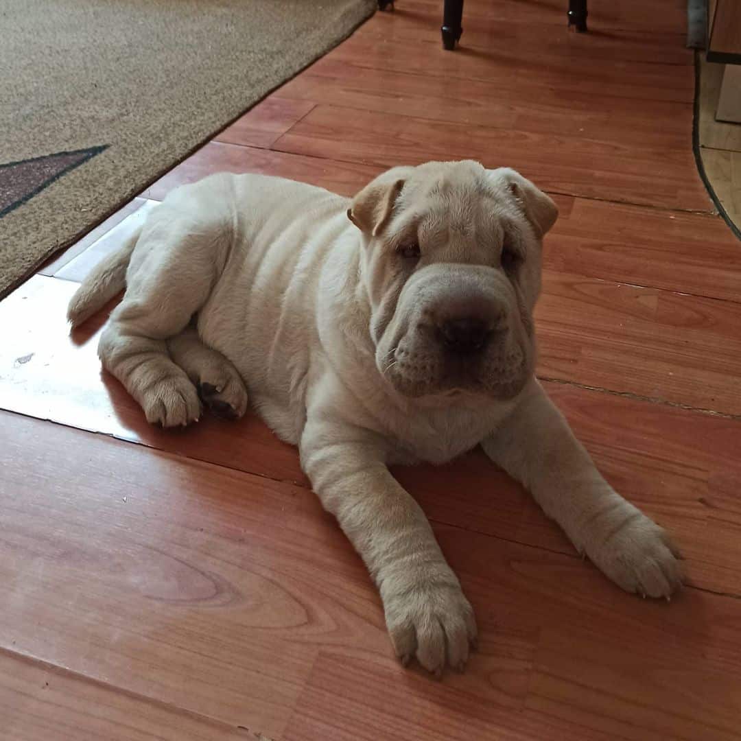 Shar-Pei Blanco acostado en el suelo
