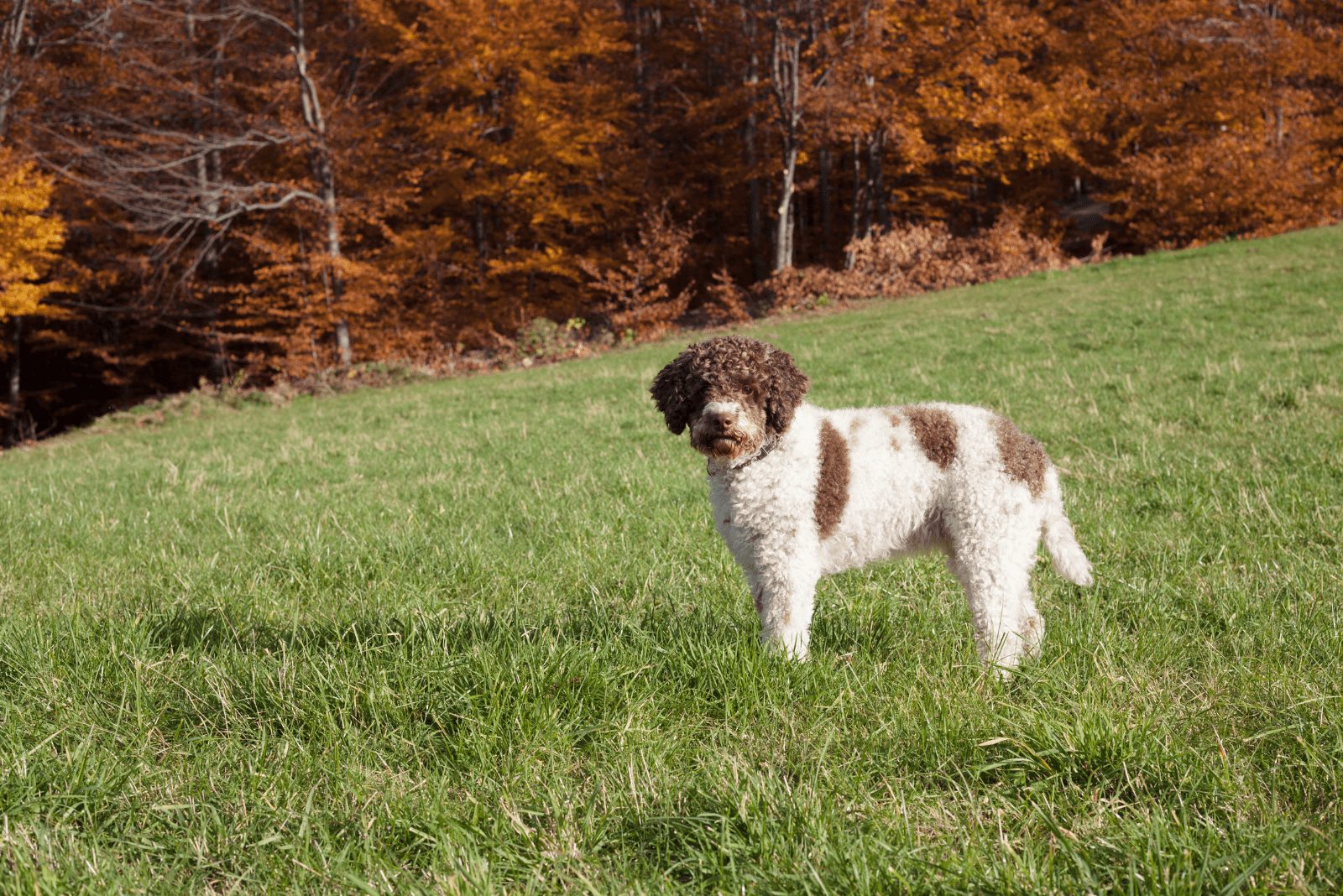 Lagotto Romagnolo blanco con marrón caminando en el campo