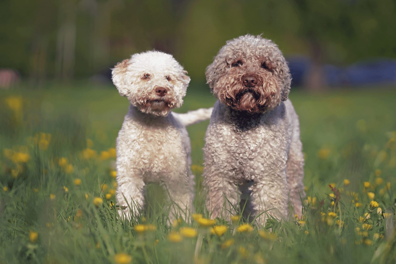Lagotto Romagnolo blanco con naranja parado en el jardín