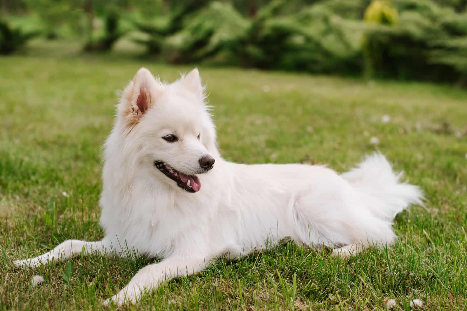 Perro adulto blanco de raza Pomsky sentado en el césped verde