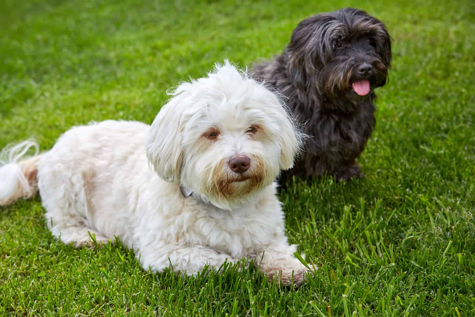 perro havanese blanco y negro acostado en el césped verde del prado