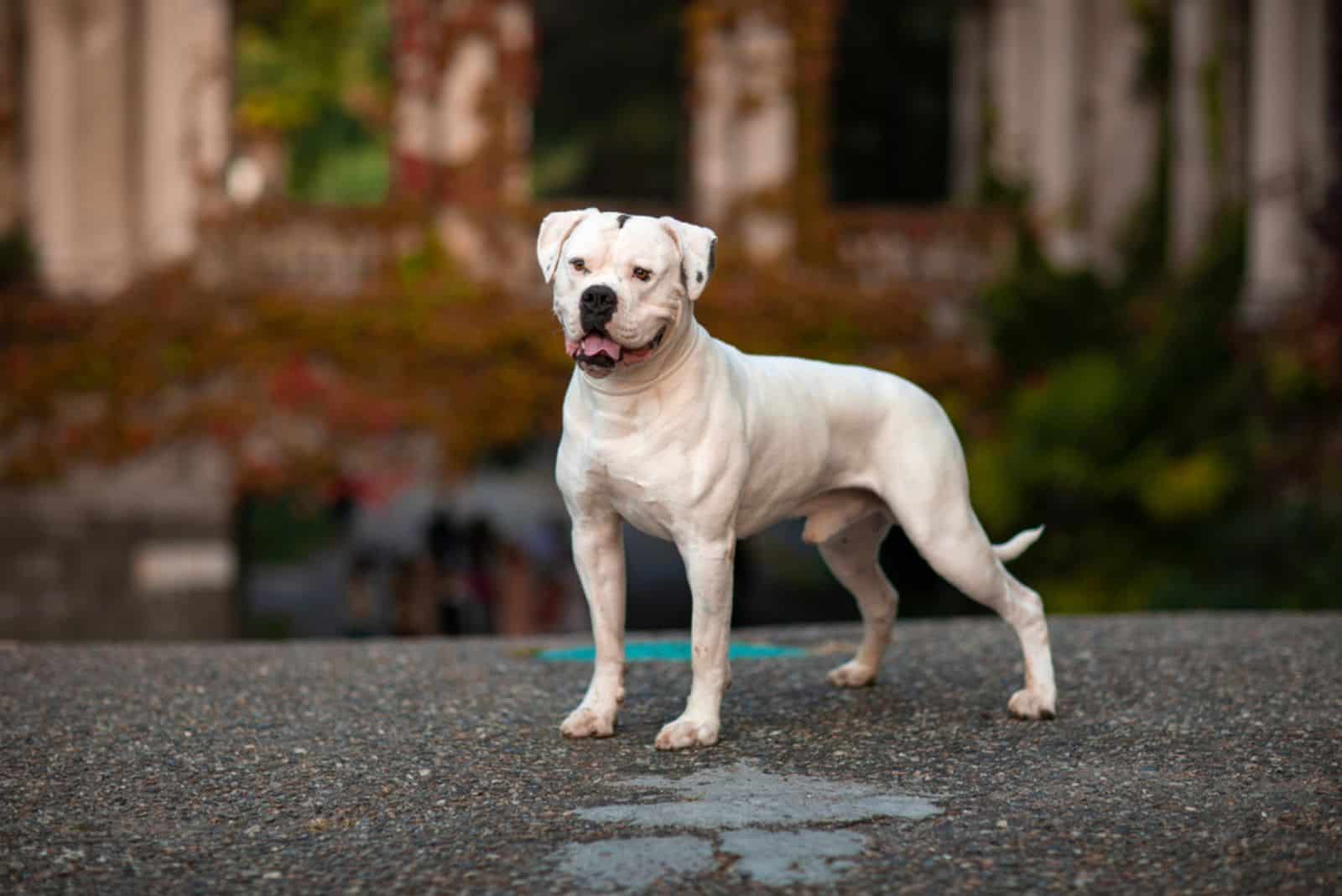 Perro blanco bulldog americano