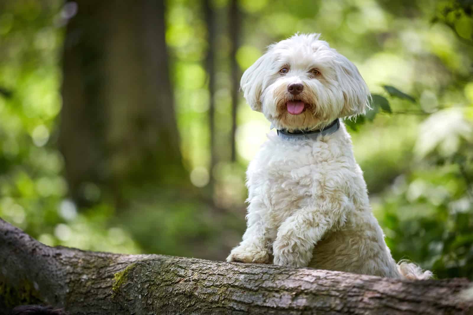 lindo perrito Havanese blanco de pie sobre un tronco de árbol