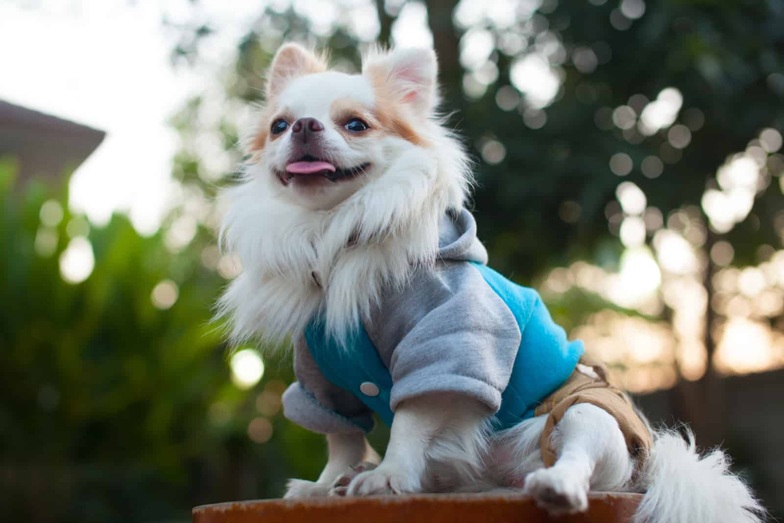 Chihuahua blanco de pelo largo sentado