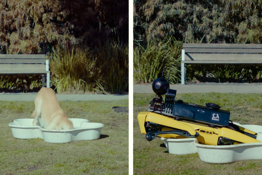 ¿Quién es el Mejor Perro de Agua?