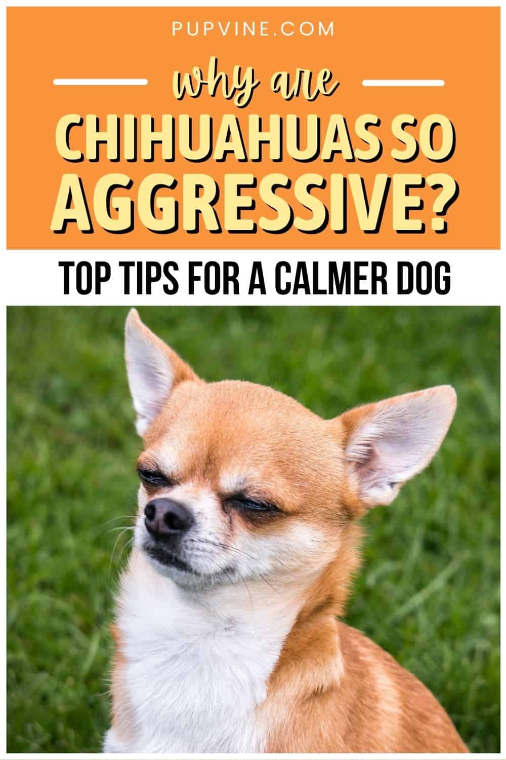 ¿Por Qué Son Tan Agresivos Los Chihuahuas? Consejos Principales Para Un Perro Más Calmado