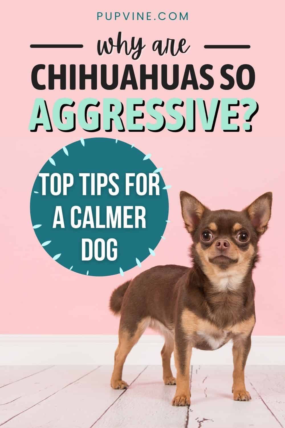 ¿Por Qué Son Tan Agresivos Los Chihuahuas? Consejos Principales Para Un Perro Más Calmado