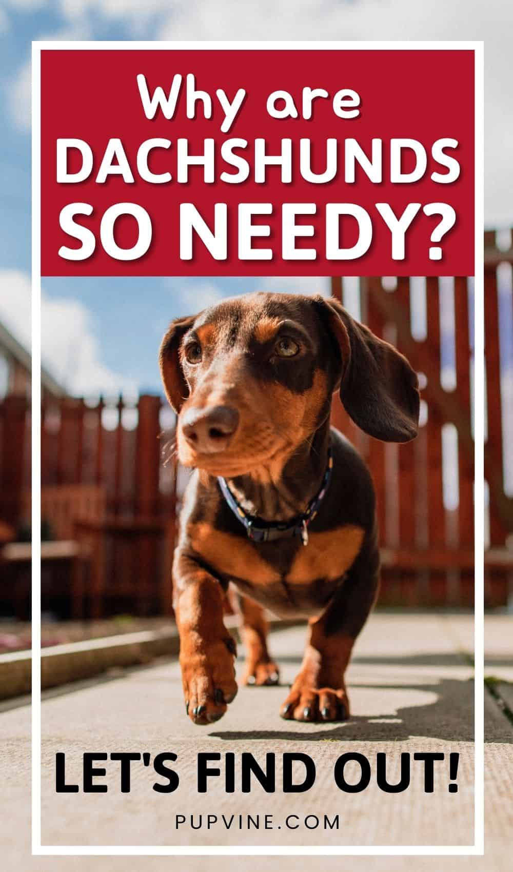 ¿Por Qué Los Dachshunds Son Tan Necesitados? ¡Vamos a Descubrirlo!